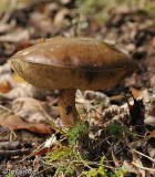 Dickhutpilz2 Profil