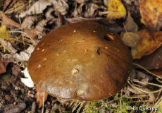 Dickhutpilz2 Draufsicht