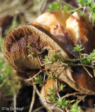 Dickhutpilz1 Hutkrempe