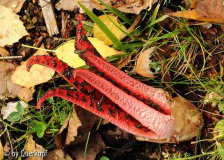 Tintenfischpilz
