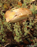 Thymianpilz