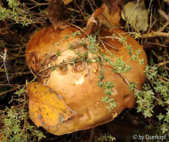 Thymianpilz Draufsicht