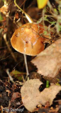 Spitzkäppipliz