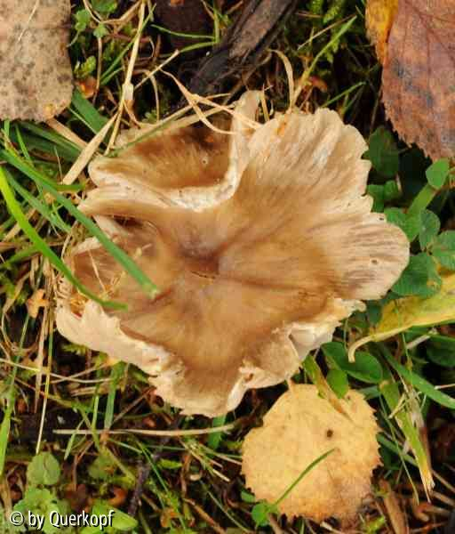 Kraushutpilz