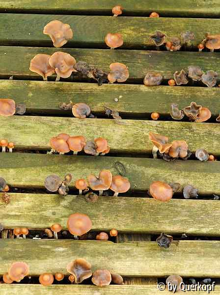 Holzfliesenpilz