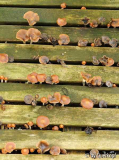 Holzfliesenpilz
