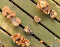 Holzfliesenpilz näher