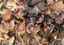 Holzfliesenpilz auf Häcksel