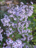 unbekannte Aster