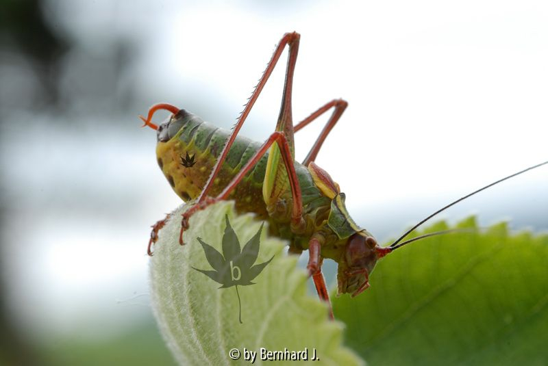 Sattelschrecke (Ephippigera ephippiger)
