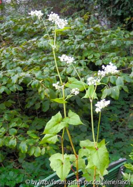 Fagopyrum dibotrys