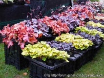 Heuchera-Stand