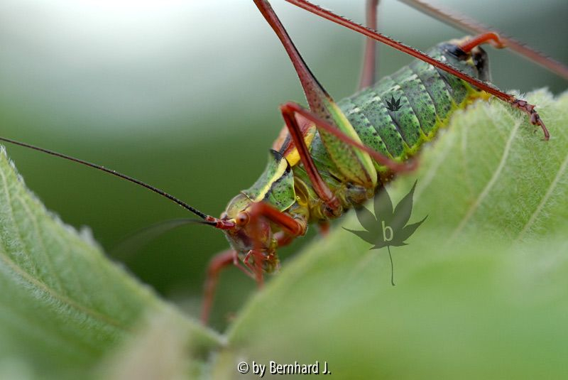 Sattelschrecke (Ephippigera ephippiger)