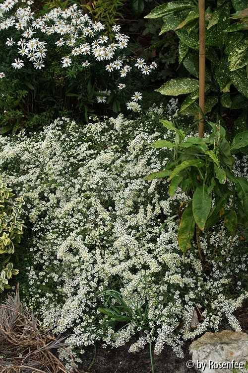 Snowflurry