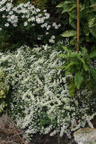 Snowflurry