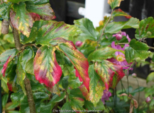 Parrotia_persica-Vanessa_14-1.jpg