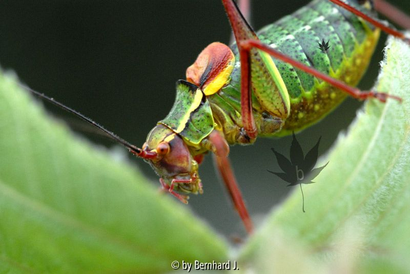 Sattelschrecke (Ephippigera ephippiger) - Auge in Auge