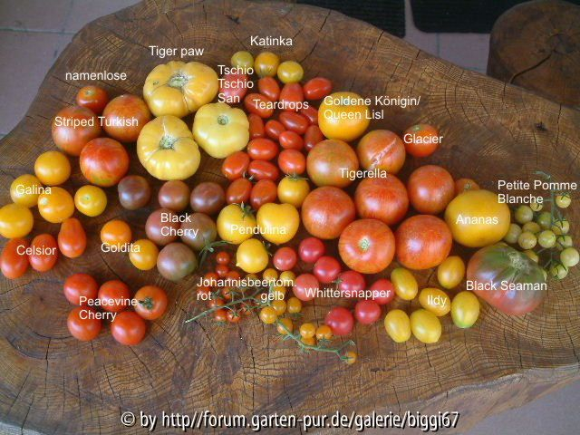 Tomaten 30 06 2006