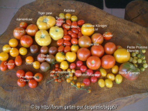 Tomaten 30 06 2006