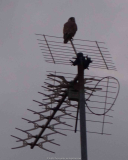 Greifvogel_14-1.jpg