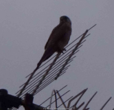 Greifvogel_14-2.jpg