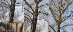 pappel unbekannt, habitus nah. frühling