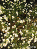 Aster weiß