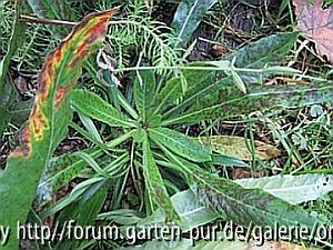 unbekannte Rosette 2