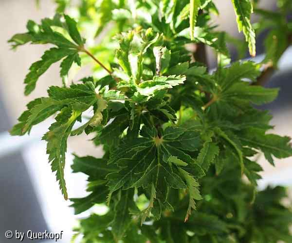 Acer Shishigashira