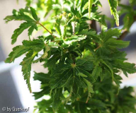 Acer Shishigashira