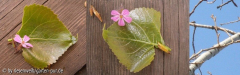 pappel unbekannt, junges blatt und knospen