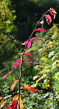 Herbst 14-2 Parrotia Spitze