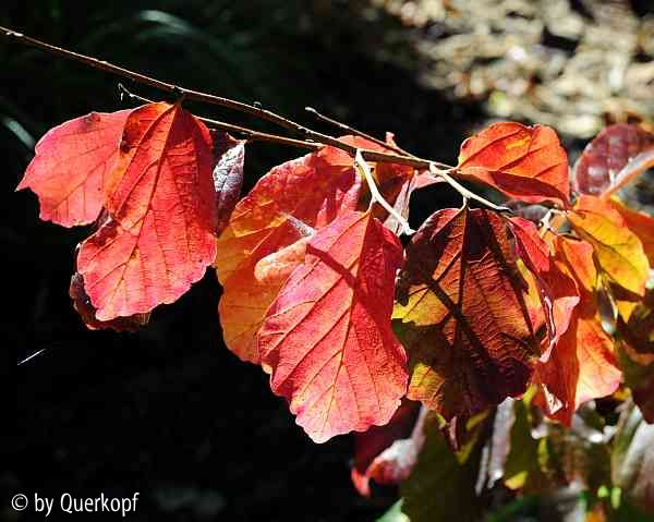 Herbst 14-2 Parrotia