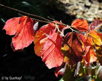 Herbst 14-2 Parrotia