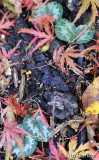 Cyclamen Babys
