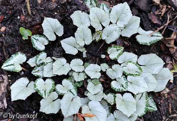 Cyclamen Silberfamilie