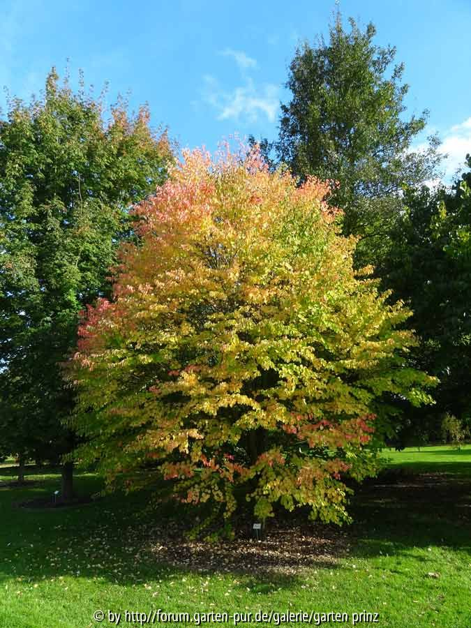 Cercidiphyllum japonicum Heronswood Globe