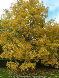 Carya ovata