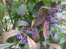 Callicarpa americana