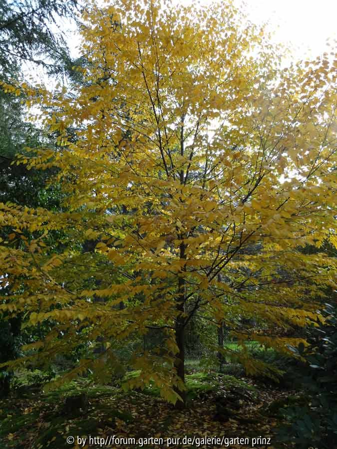 Betula lenta