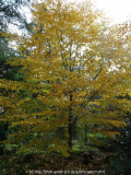 Betula lenta