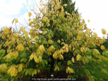 Asimina triloba boom