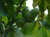Asimina triloba vruchten