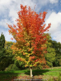 Acer saccharum