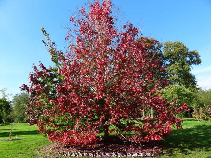 Acer rubrum Red Sunset