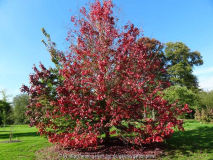 Acer rubrum Red Sunset