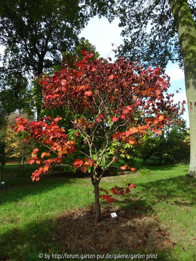 Acer japonicum Taki no gawa