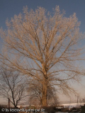 pappel unbekannt habitus im winter