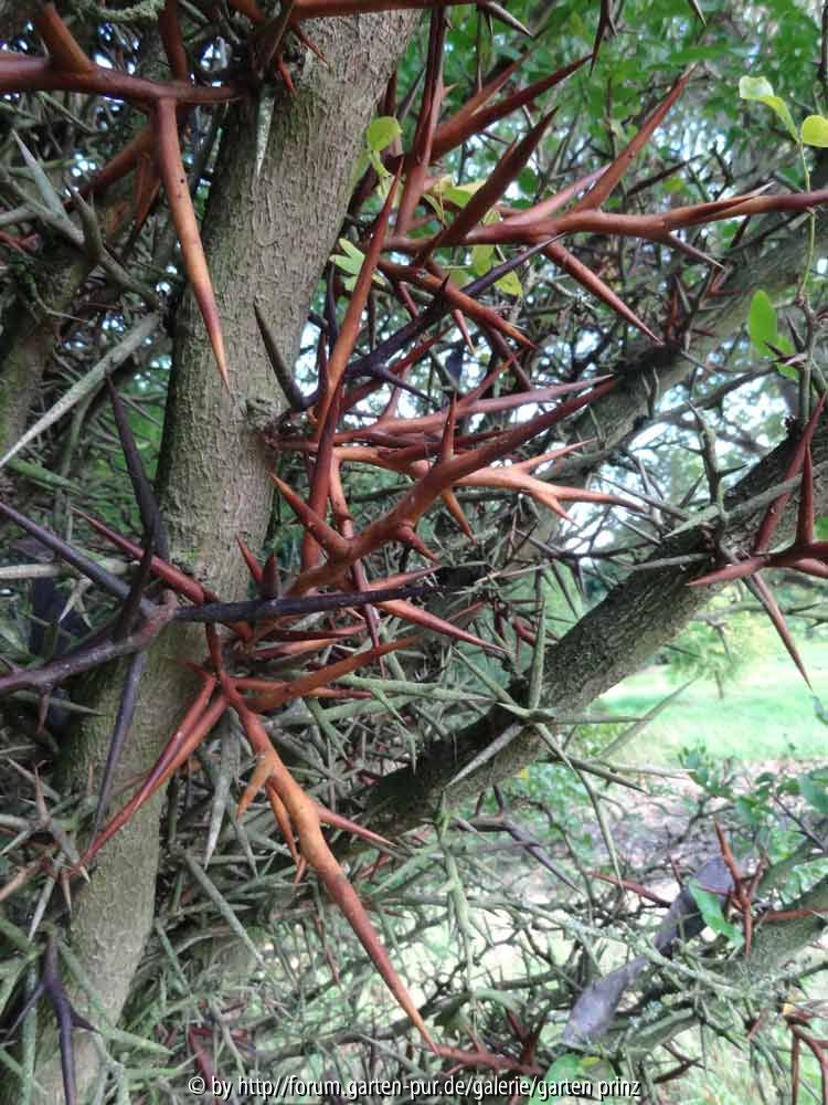 Gleditsia sinensis
