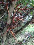 Gleditsia sinensis